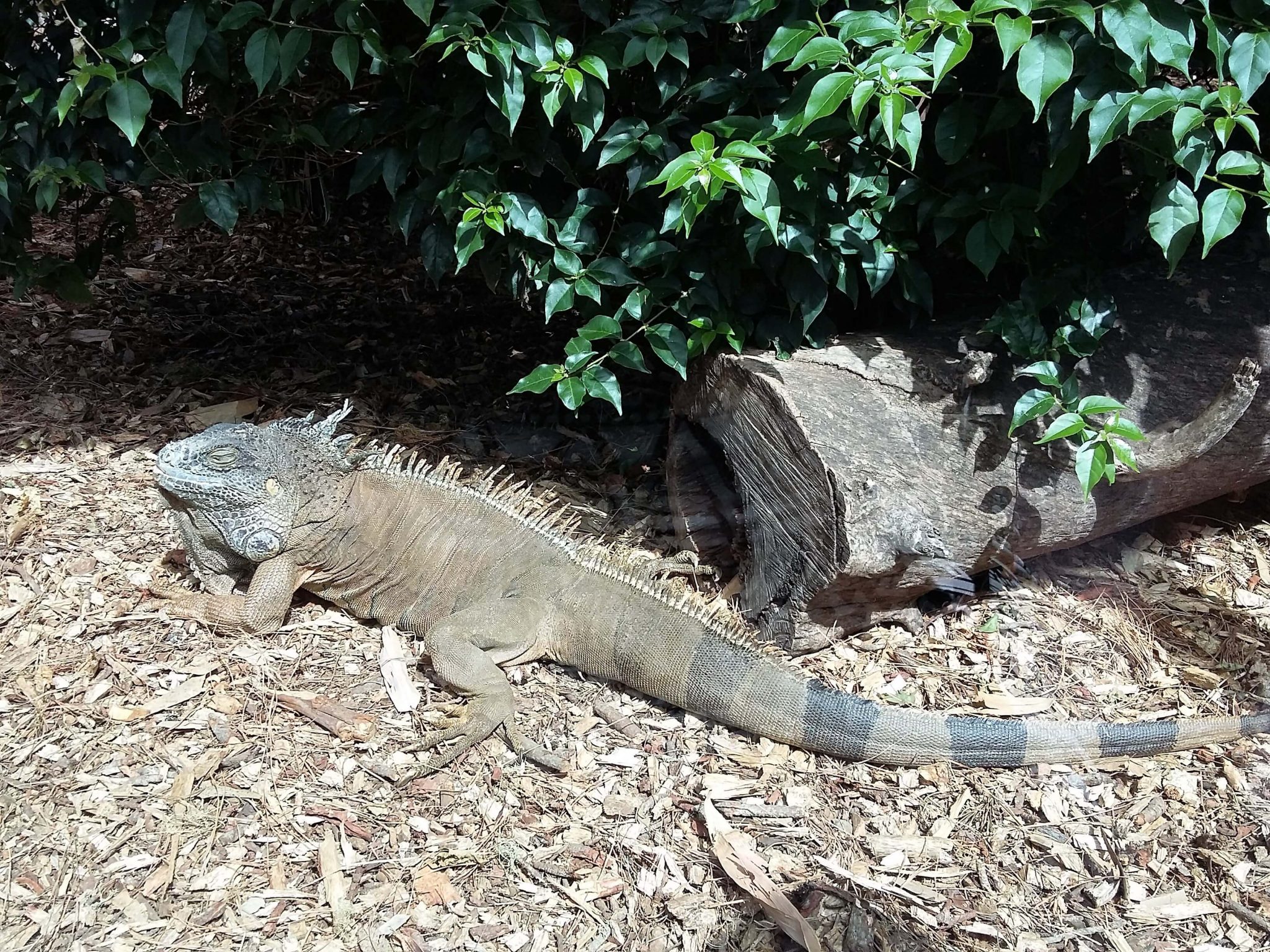 Iguana