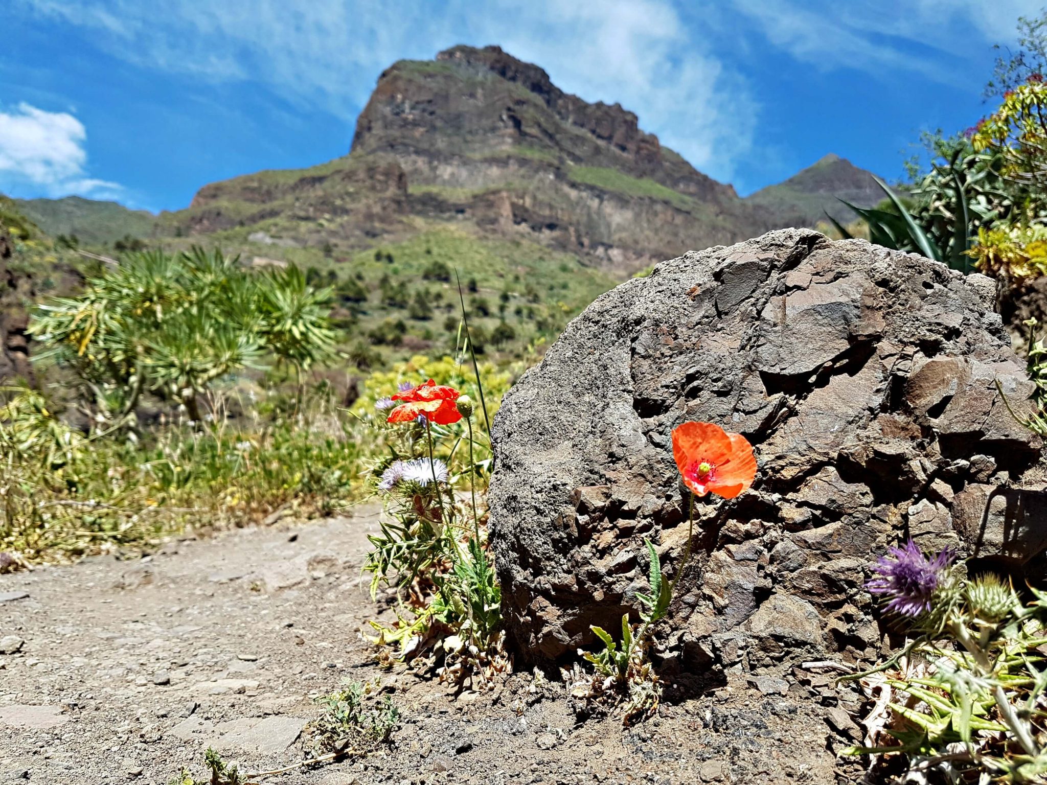 5 Things to Know Before Traveling to Tenerife