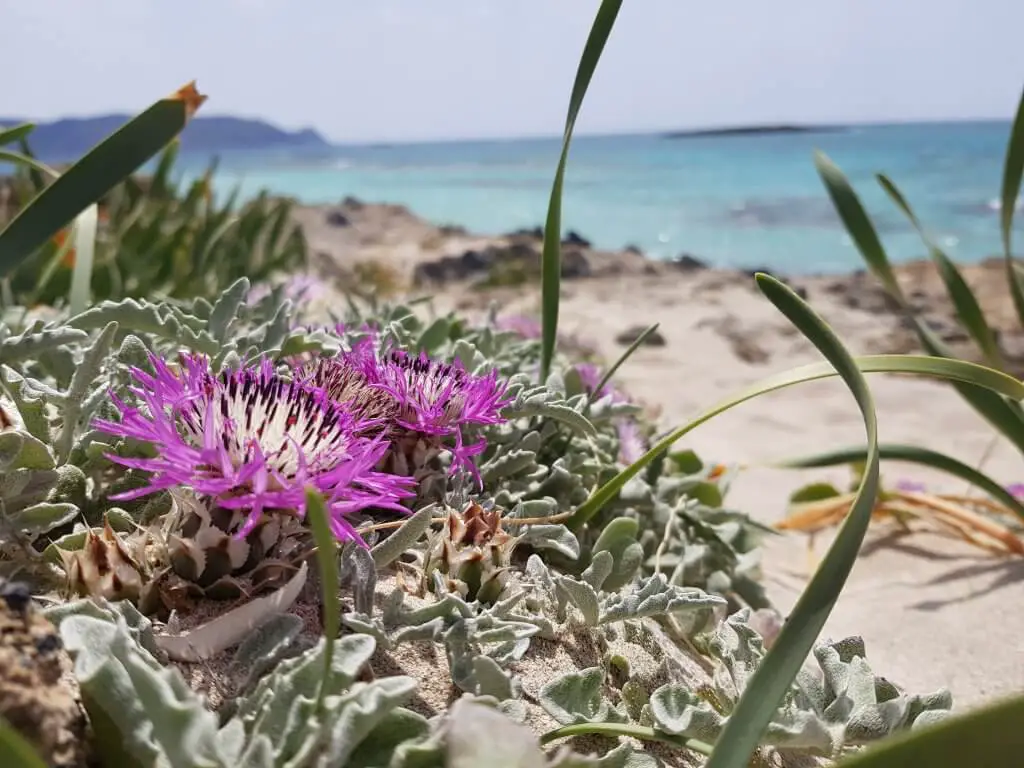 Flowers on the pristine Elafonissi beach