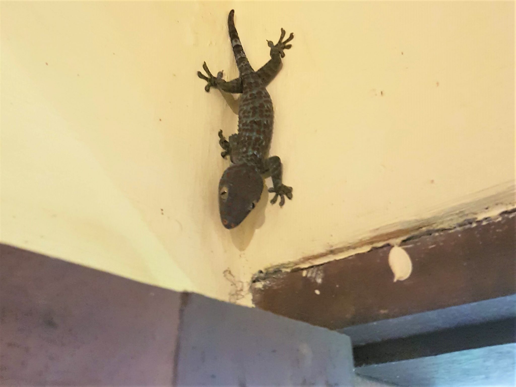 Bali-gecko