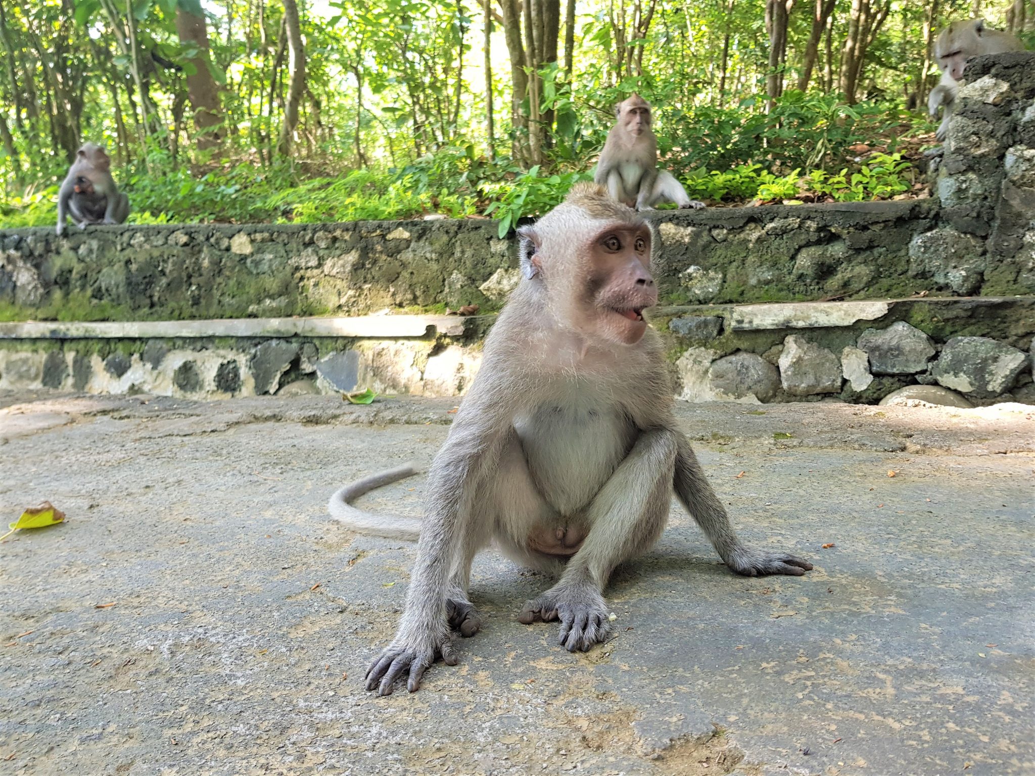 Bali-monkey
