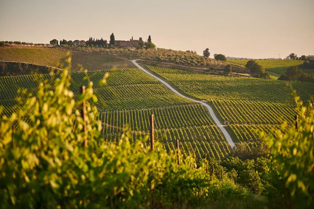 Italian vineyard landscape during sunset in Tuscany
