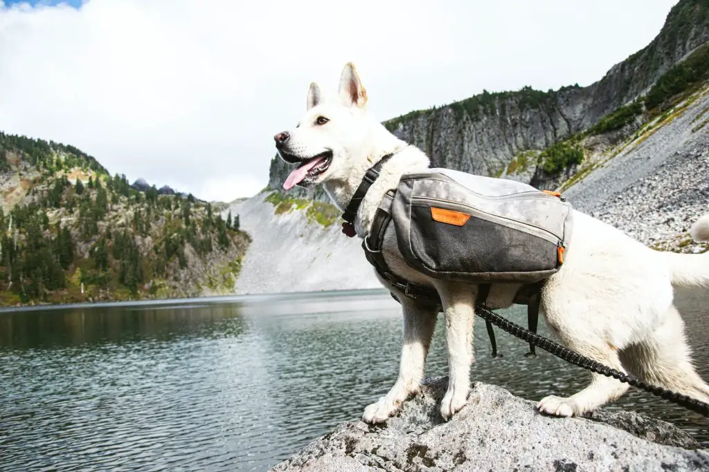 white short coated dog with black and gray harness on gray rock near body of water