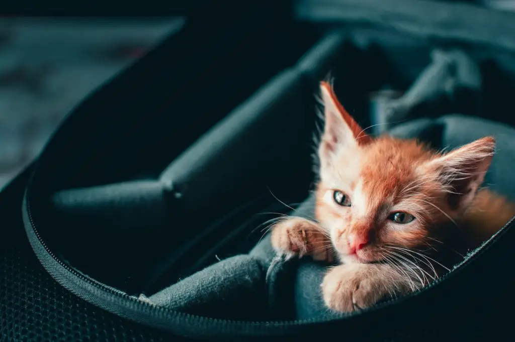 orange tabby cat on black leather car seat