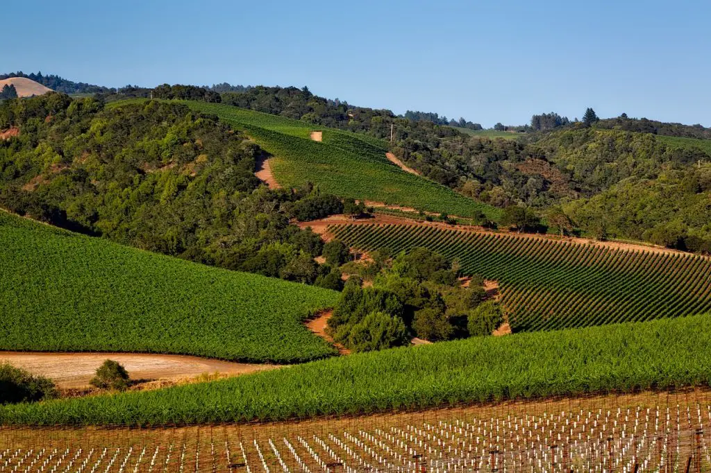 vineyard, california, napa valley