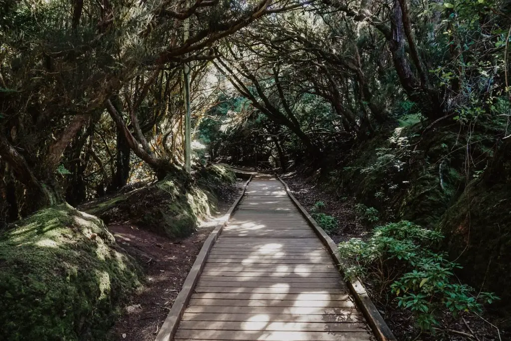 brown wooden pathway between green trees