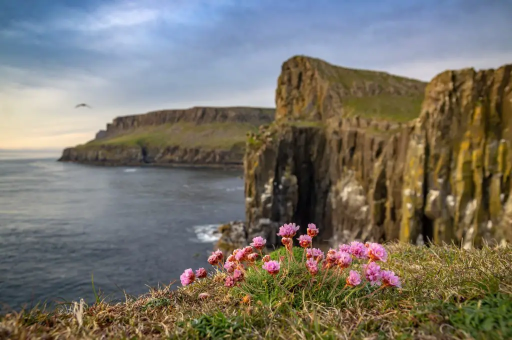 pink flowers beside brown rock formation near body of water during daytime