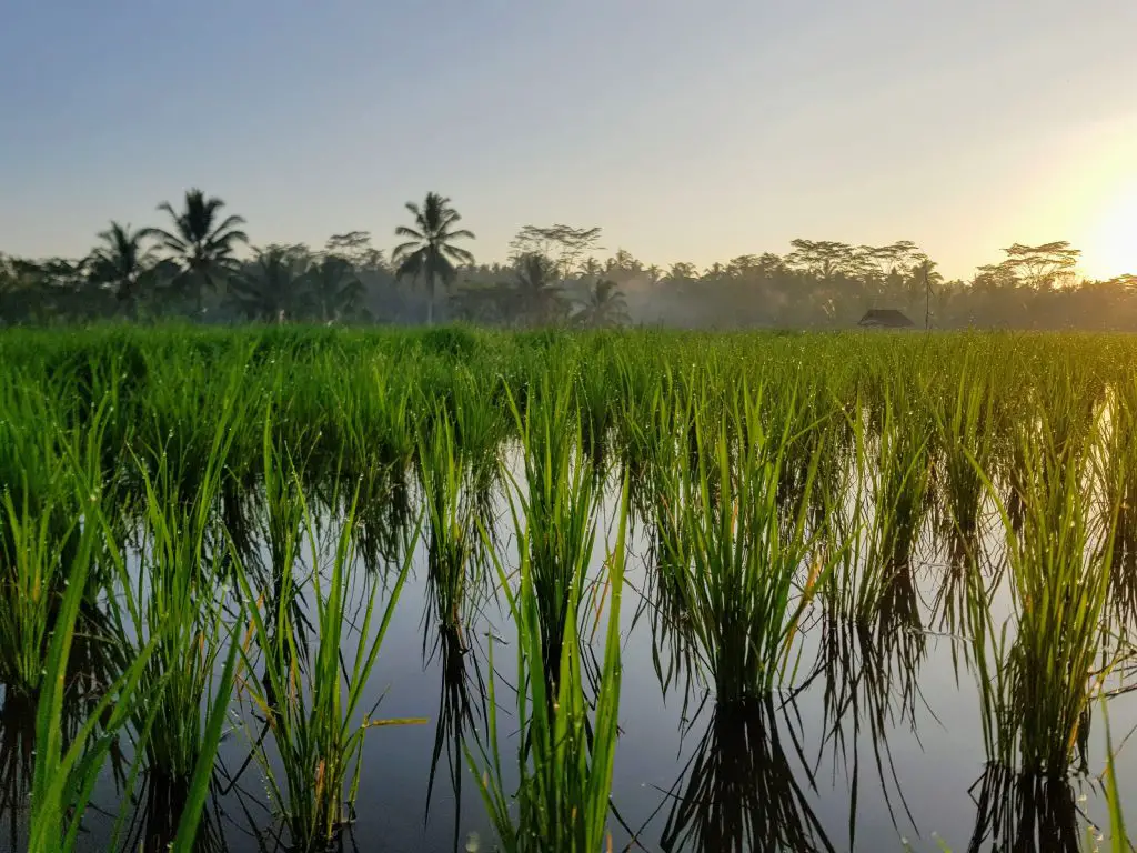 Sun rising above the rice fields in Bali