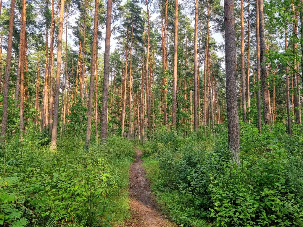 Hiking trail in a forest in Latvia