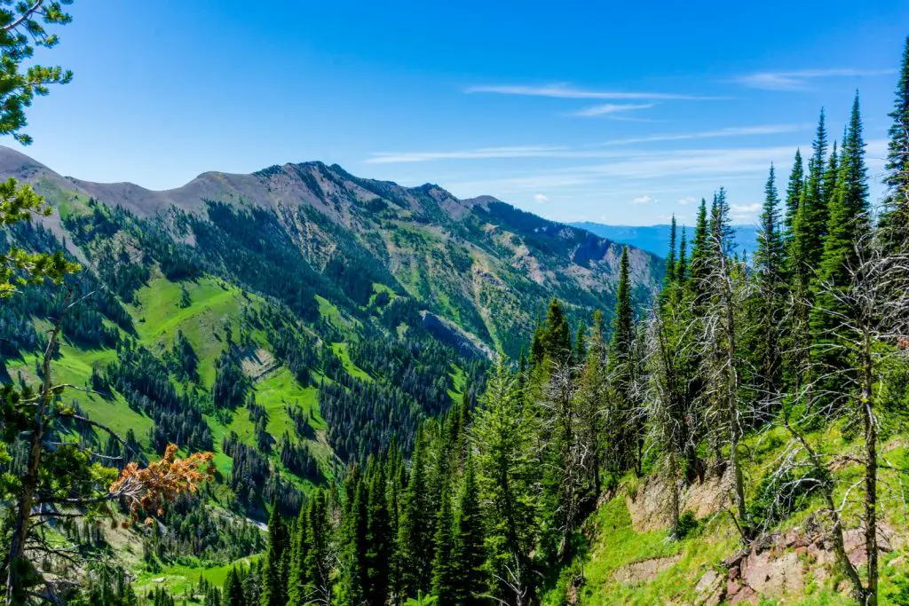 green pine trees on mountain under blue sky during daytime in Bozeman, United States